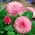 Stokrotka wielkokwiatowa różowa - Maria - 900 nasion