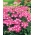 Werbena ogrodowa różowa z białym oczkiem - 120 nasion