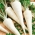 Pietruszka Cukrowa - wczesna - 4250 nasion