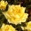 Róża wielkokwiatowa żółta - sadzonka z bryłą korzeniową