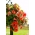Begonia zwisająca, kaskadowa - pomarańczowa - 2 bulwy