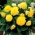Begonia strzępiasta Fimbriata - żółta - 2 bulwy