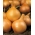 Cebula Wolska – nasiona otoczkowane - 200 nasion