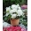 Begonia strzępiasta Fimbriata - biała - 2 bulwy