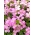 Gęsiówka alpejska wielkokwiatowa różowa - 2350 nasion