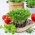 Microgreens - Kolendra siewna - młode listki o unikalnym smaku - 400 nasion