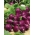 Rzodkiewka Viola - żywy, fioletowy kolor skórki - 425 nasion