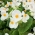 Begonia stale kwitnąca - biała - 20 nasion