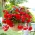 Begonia zwisająca, kaskadowa - czerwona - 2 bulwy