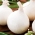 Cebula Agostana - biała, średnio wczesna - 1250 nasion