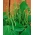 Fasola Mascotte - szparagowa zielona, karłowa - idealna na balkon i taras