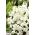 Lewkonia wielopędowa biała - Albita - 300 nasion