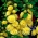 Malwa pełna - żółta - 50 nasion
