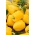 Papryka Oliwia - żółta - 65 nasion