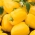 Papryka Oliwia - żółta - 65 nasion