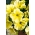 Petunia wielkokwiatowa - żółta - 80 nasion