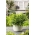 Mini ogród - Pietruszka naciowa o gładkich liściach - do uprawy na balkonach i tarasach