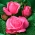 Róża wielkokwiatowa różowa - sadzonka z bryłą korzeniową