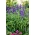 Szałwia omączona o kwiatach ciemnoniebieskich - 160 nasion
