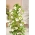 Tunbergia biała - 9 nasion