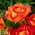 Róża wielkokwiatowa pomarańczowo-czerwona - sadzonka z bryłą korzeniową