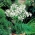 Agapanthus White - Agapant biały - 1 kłącze