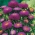 Aster chiński pomponowy fioletowy - 500 nasion