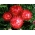Kocanka ogrodowa, nieśmiertelnik - czerwona - 1250 nasion