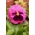Bratek wielkokwiatowy różowy z plamką Laura - Szwajcarski - 320 nasion