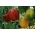 Papryka Granova - gruntowa, zielono-żółta, dojrzała czerwona - 70 nasion
