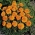 Aksamitka rozpierzchła niska Kora - pomarańczowa