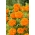 Aksamitka wielkokwiatowa Mona - pomarańczowa