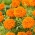 Aksamitka wielkokwiatowa Mona - pomarańczowa