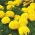 Aksamitka wielkokwiatowa Mona - żółta