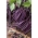 Fasola Melissa - szparagowa, tyczna, fioletowa - bezwłóknista