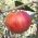 Jabłoń Freedom - sadzonka w balocie - XXL