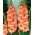 Gladiolus - Mieczyk Spic and Span - 5 cebulek