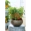 Mini ogród - Papryka ostra - do uprawy na balkonach i tarasach