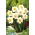 Narcyz pełny Flower Drift  - 5 cebul