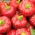 Papryka Alexander - gruntowa i tunelowa, ciemnoczerwona, typu pomidorowego - 65 nasion