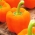 Papryka słodka Lamia - pomarańczowa, do uprawy w tunelach i gruncie