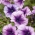 Petunia ogrodowa Tęcza - fioletowa - 400 nasion
