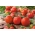 Pomidor Pelikan - szklarniowy, tunelowy, gruntowy - uniwersalny