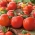 Pomidor Pelikan - szklarniowy, tunelowy, gruntowy - uniwersalny