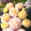 Róża pnąca cytrynowo-różowa - sadzonka z bryłą korzeniową