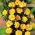 Róża pnąca żółta - sadzonka z bryłą korzeniową