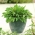 Mini ogród - Rukola sałatkowa - do uprawy na balkonach i tarasach