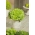Mini ogród - Sałata na cięte listki - zielona, gładka - do uprawy na balkonach i tarasach