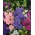 Dzwonek ogrodowy Calycanthema - 2000 nasion