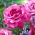 Róża wielkokwiatowa jasnoróżowa (fuksja) - sadzonka z bryłą korzeniową